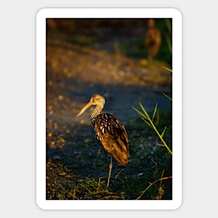 Limpkin Sticker